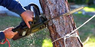 How Our Tree Care Process Works  in  Martin, SD